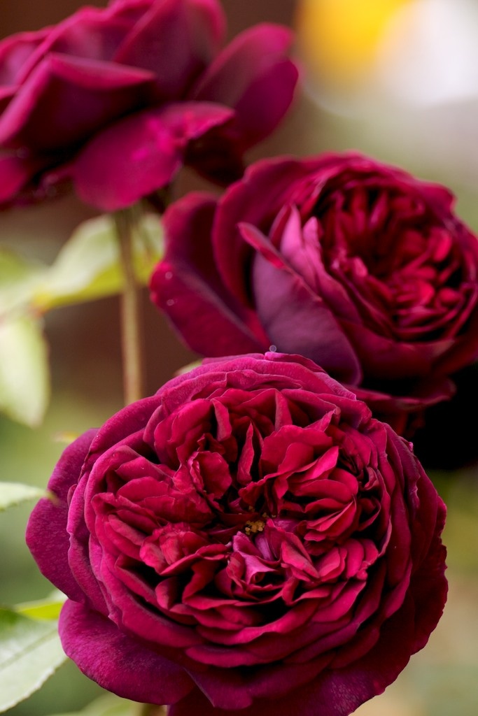 Photo:  English rose
